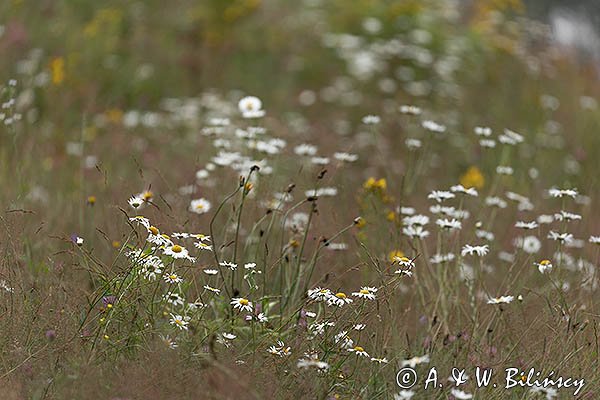 Łąka lipcowa, Bieszczady