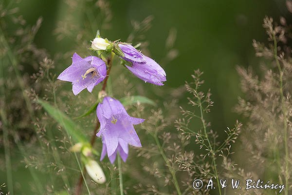Łąka lipcowa, Bieszczady, Dzwonek pokrzywolistny, Campanula trachelium