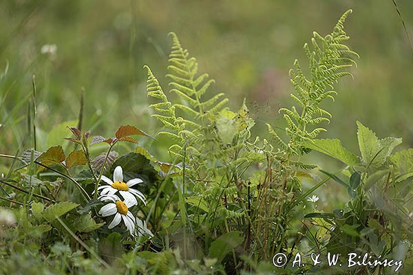 Łąka lipcowa, Bieszczady