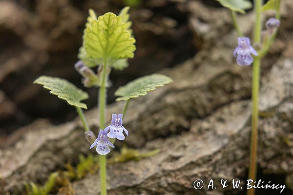 Bluszczyk kosmaty, Glechoma hirsuta