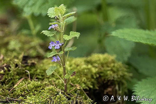 Wiosna w Bieszczadach, Bluszczyk kurdybanek, Glechoma hederacea