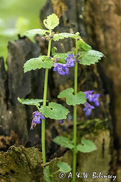 Wiosna w Bieszczadach, Bluszczyk kurdybanek, Glechoma hederacea