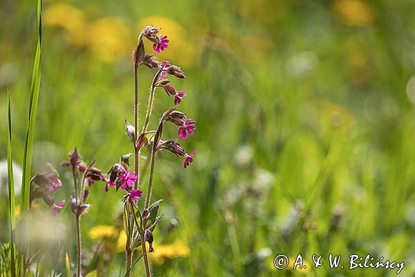 Lepnica czerwona, bniec czerwony, Silene dioica