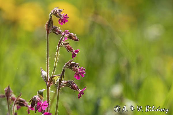 Lepnica czerwona, bniec czerwony, Silene dioica