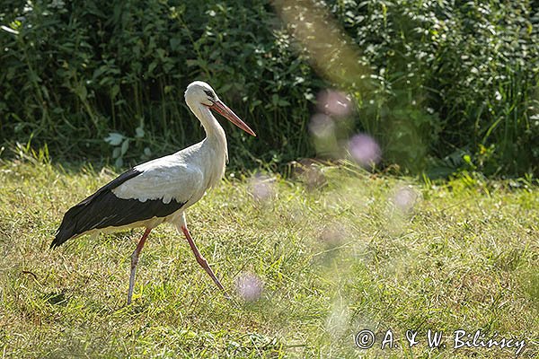 Bocian biały, Ciconia ciconia