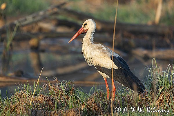 Bocian biały, Ciconia ciconia