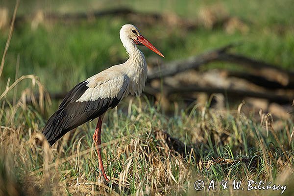 Bocian biały, Ciconia ciconia