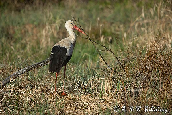 Bocian biały, Ciconia ciconia