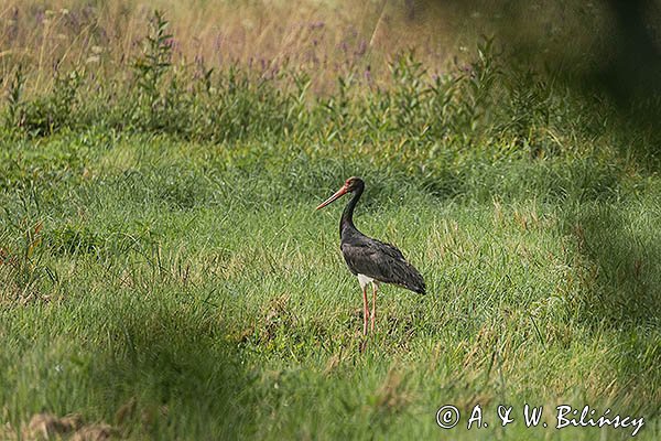 Bocian czarny, Ciconia nigra