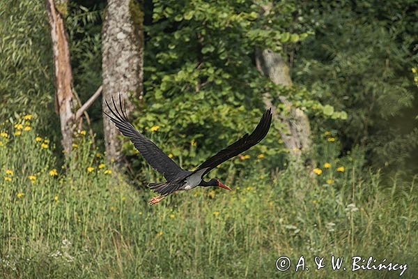 Bocian czarny, Ciconia nigra