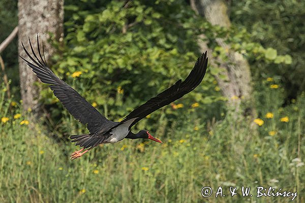 Bocian czarny, Ciconia nigra