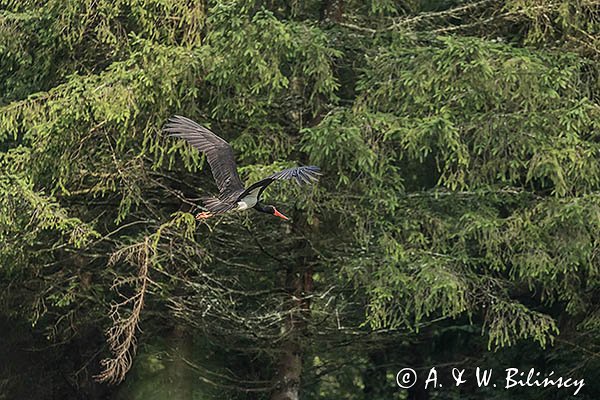 Bocian czarny, Ciconia nigra