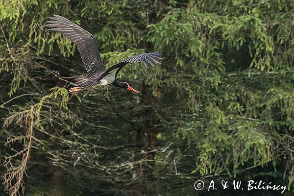 Bocian czarny, Ciconia nigra