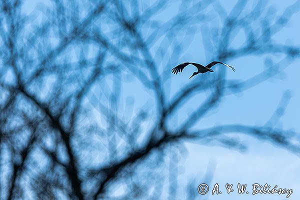 Bocian czarny, Ciconia nigra, Bieszczady