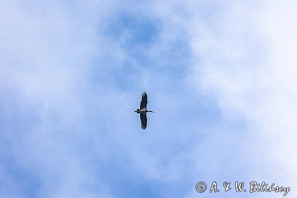 Bocian czarny, Ciconia nigra