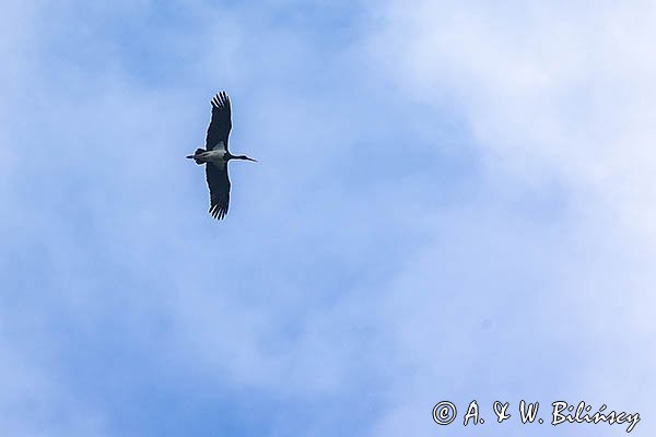 Bocian czarny, Ciconia nigra