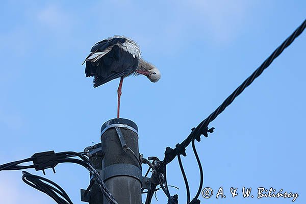 Bocian biały, Ciconia ciconia