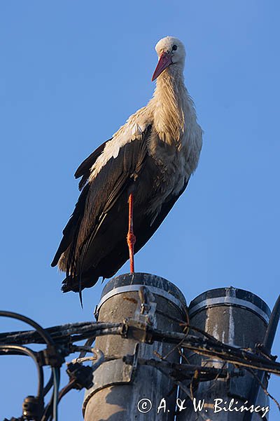 Bocian biały, Ciconia ciconia