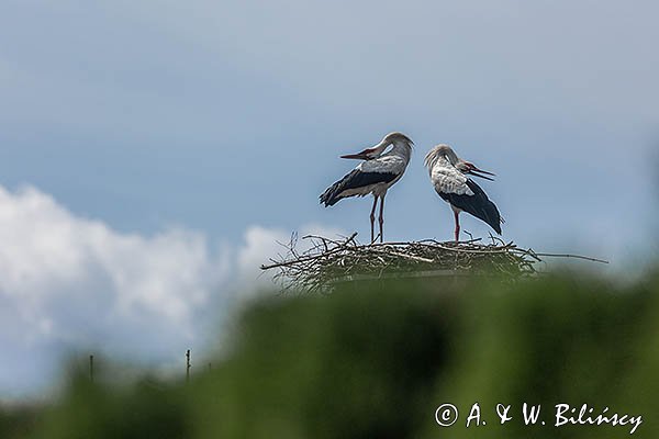 Bocian biały, Ciconia ciconia, para na gnieździe
