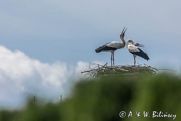Bocian biały, Ciconia ciconia, para na gnieździe