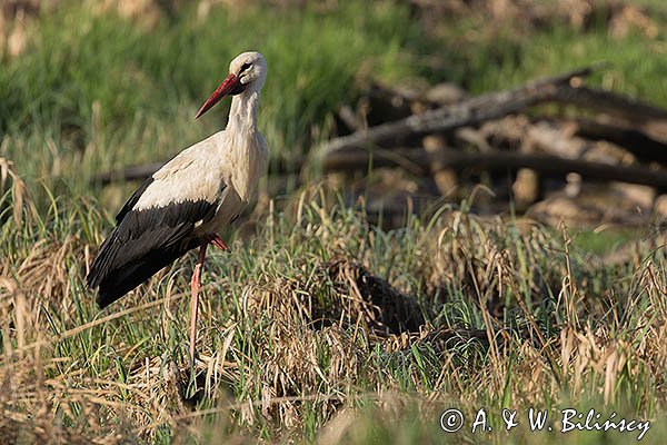 Bocian biały, Ciconia ciconia