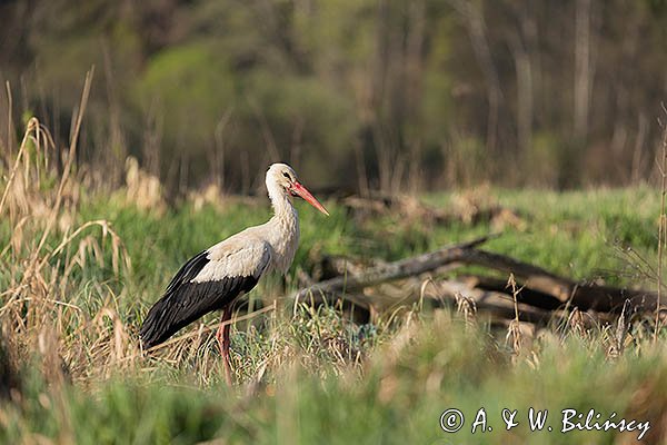 Bocian biały, Ciconia ciconia