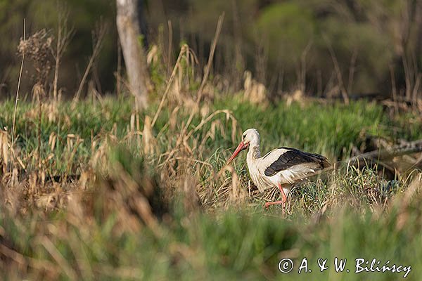 Bocian biały, Ciconia ciconia