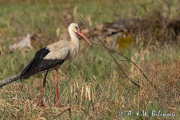 Bocian biały, Ciconia ciconia