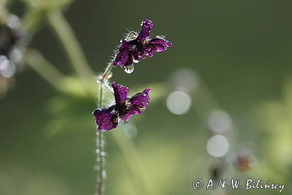 Bodziszek żałobny, Geranium phaeum