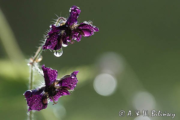 Bodziszek żałobny, Geranium phaeum