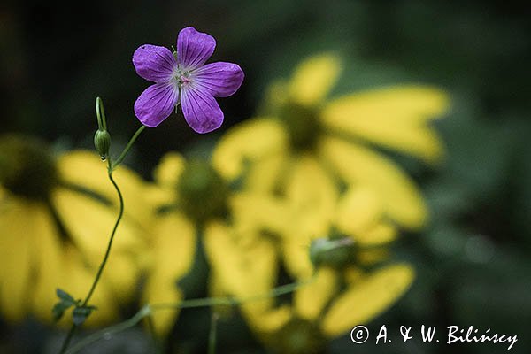 Kwiaty, bodziszek i rudbekia, Bieszczady