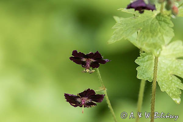 Bodziszek żałobny, Geranium phaeum