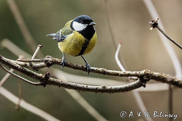 Bogatka zwyczajna, sikora bogatka, Parus major