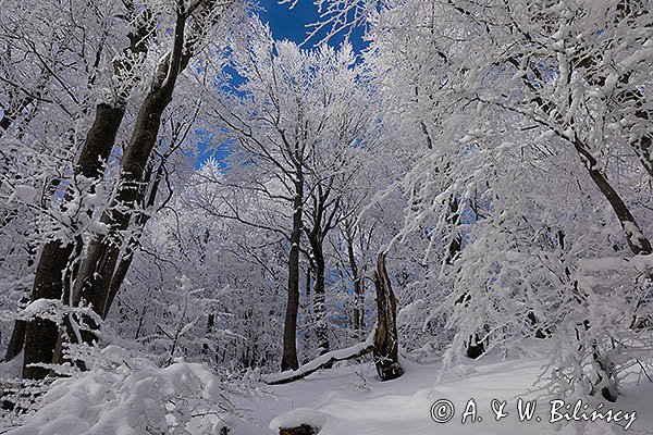 Ośnieżony las bukowy pod Tarnicą, Bieszczadzki Park Narodowy, Bieszczady
