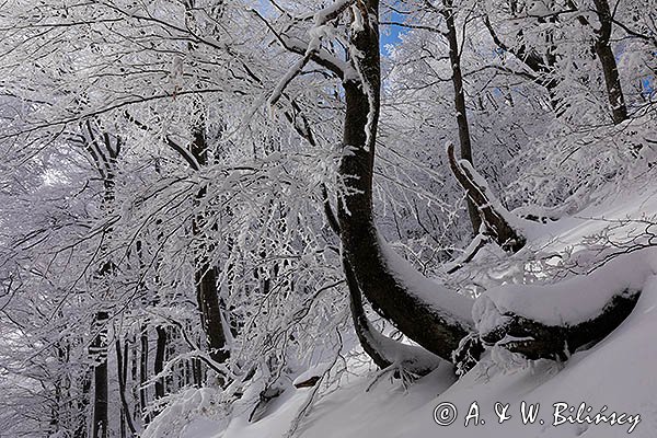 Ośnieżony las bukowy pod Tarnicą, Bieszczadzki Park Narodowy, Bieszczady