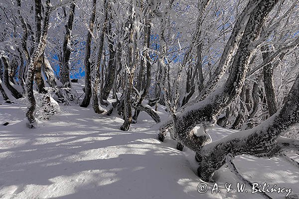 Ośnieżony las bukowy pod Tarnicą, Bieszczadzki Park Narodowy, Bieszczady
