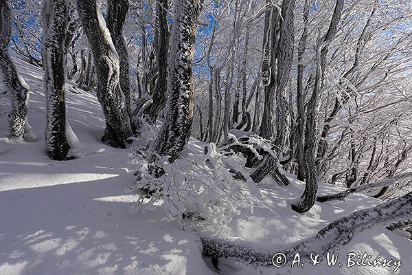 Ośnieżony las bukowy pod Tarnicą, Bieszczadzki Park Narodowy, Bieszczady