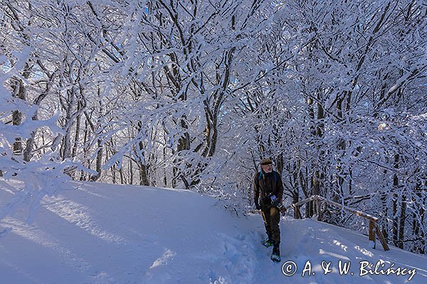 Ośnieżony las bukowy pod Tarnicą, Bieszczadzki Park Narodowy, Bieszczady