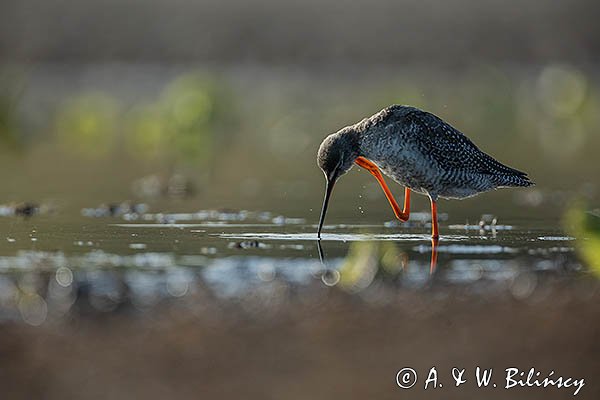 Brodziec śniady, Tringa erythropus