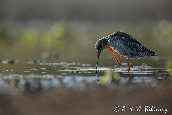 Brodziec śniady, Tringa erythropus