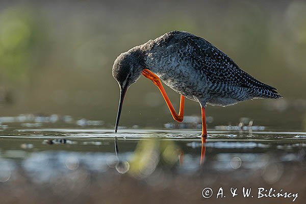 Brodziec śniady, Tringa erythropus