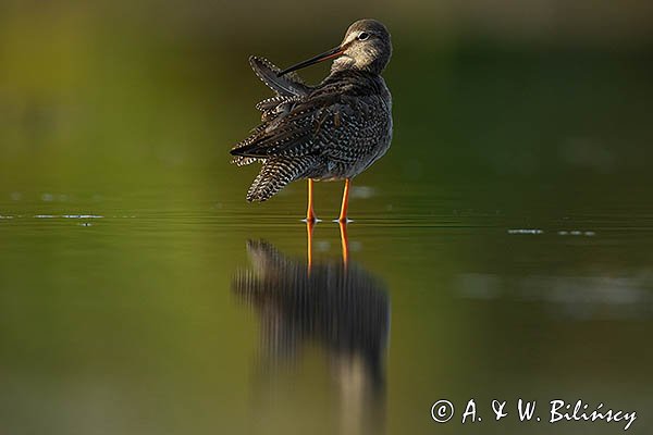 Brodziec śniady, Tringa erythropus