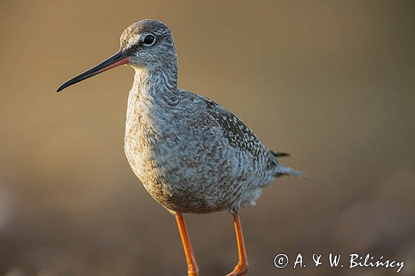 Brodziec śniady, Tringa erythropus