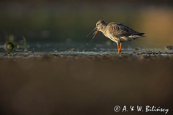Brodziec śniady, Tringa erythropus