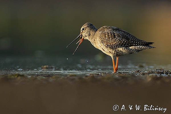 Brodziec śniady, Tringa erythropus