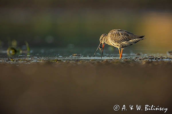 Brodziec śniady, Tringa erythropus