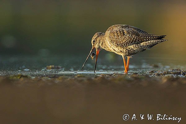 Brodziec śniady, Tringa erythropus