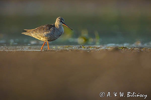 Brodziec śniady, Tringa erythropus