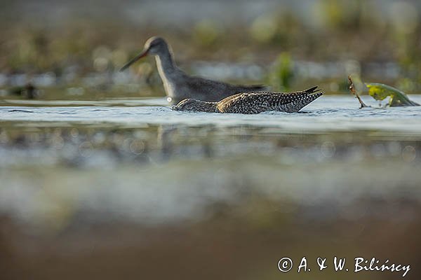 Brodziec śniady, Tringa erythropus