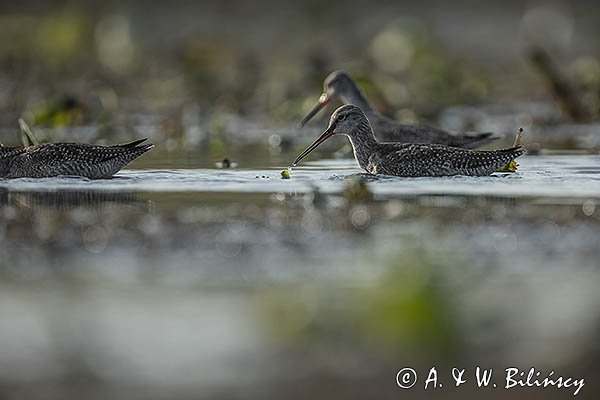 Brodziec śniady, Tringa erythropus